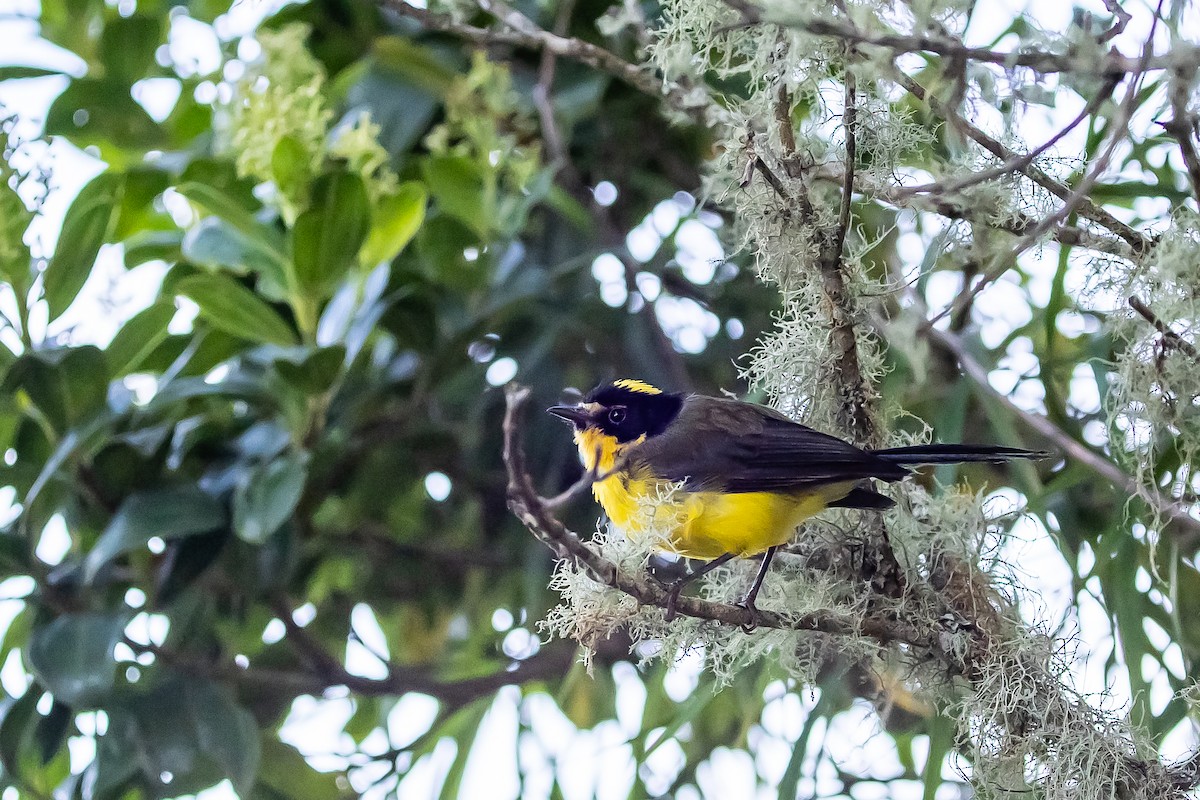 Yellow-crowned Redstart - ML636187222
