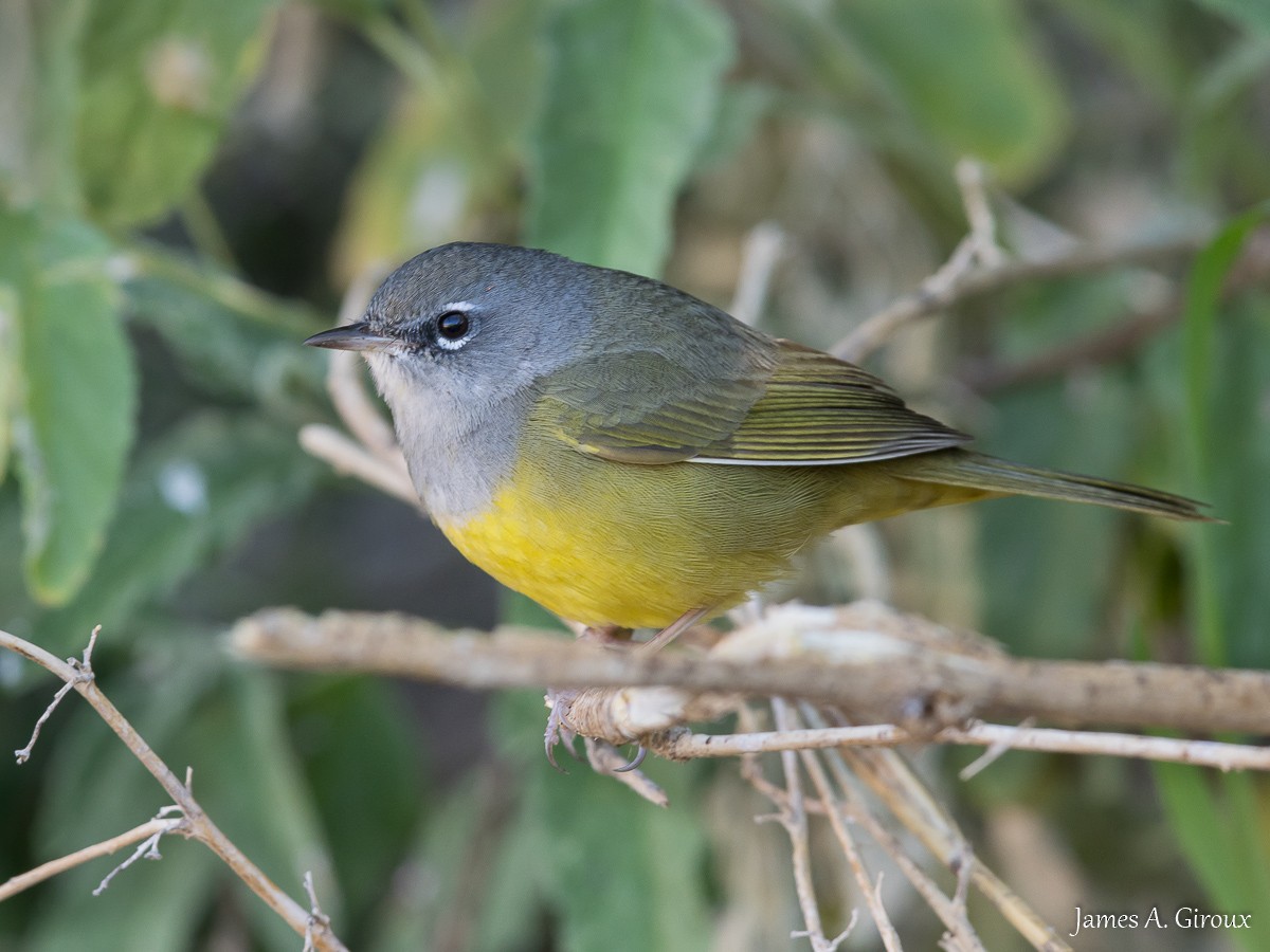 MacGillivray's Warbler - ML636187310