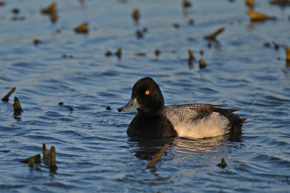 Lesser Scaup - ML636187313
