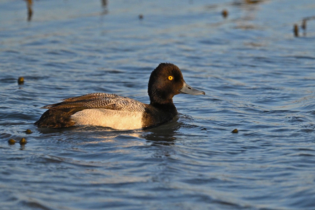 Lesser Scaup - ML636187314