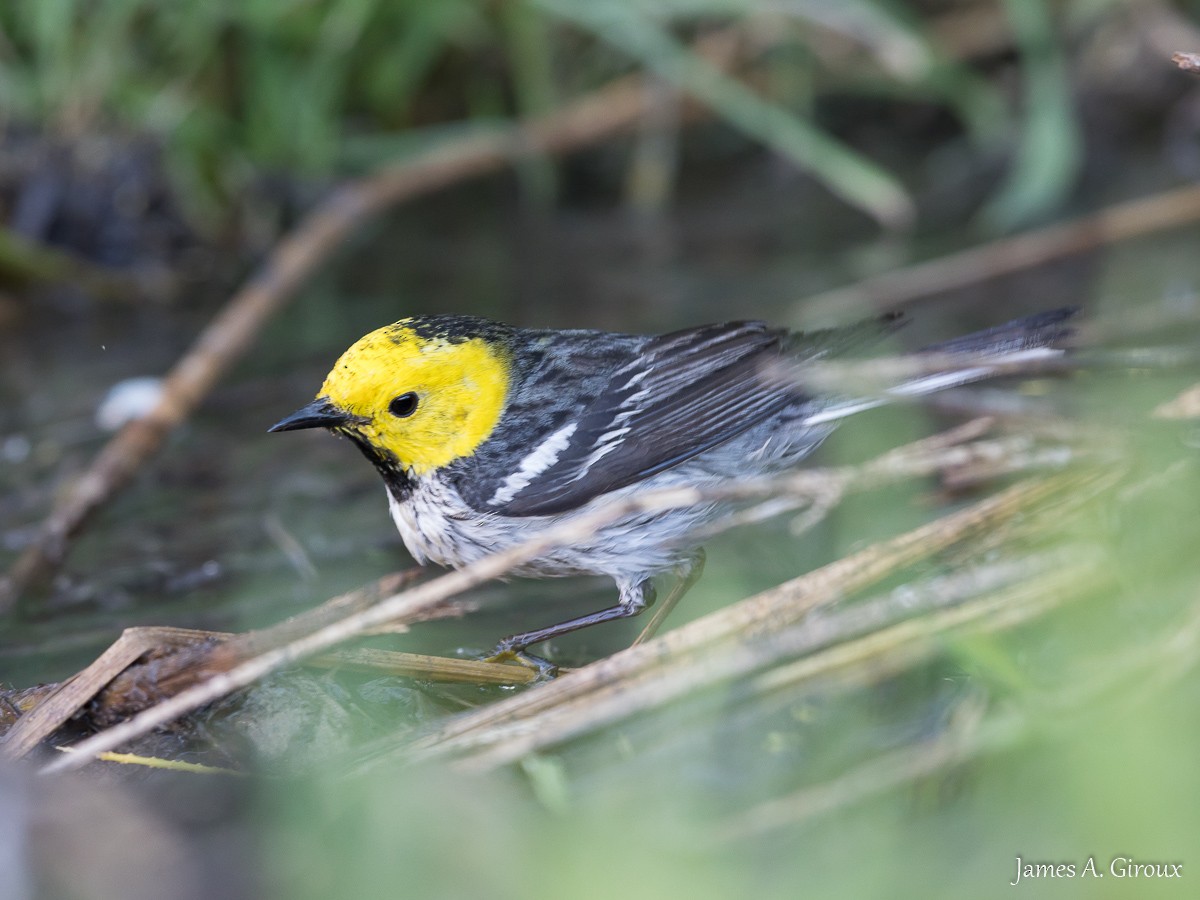 Hermit Warbler - ML636187331