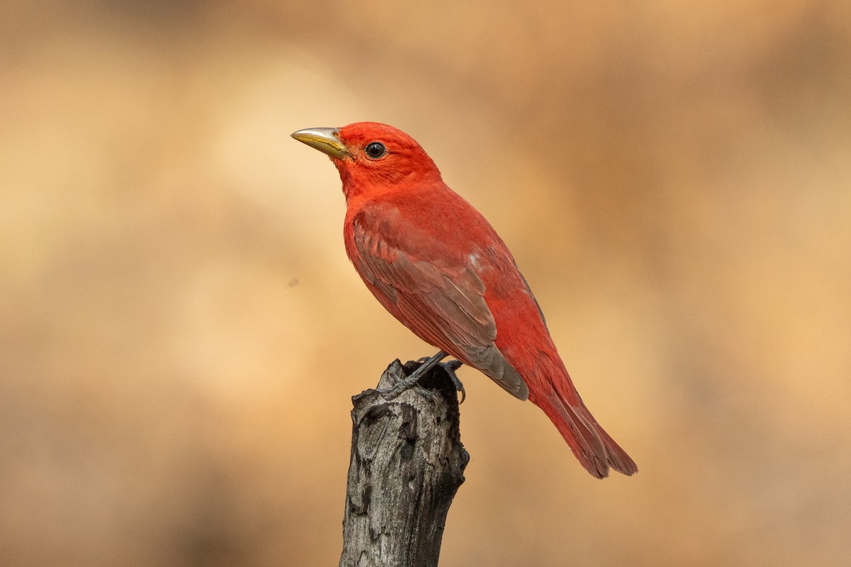 Summer Tanager - ML636187332