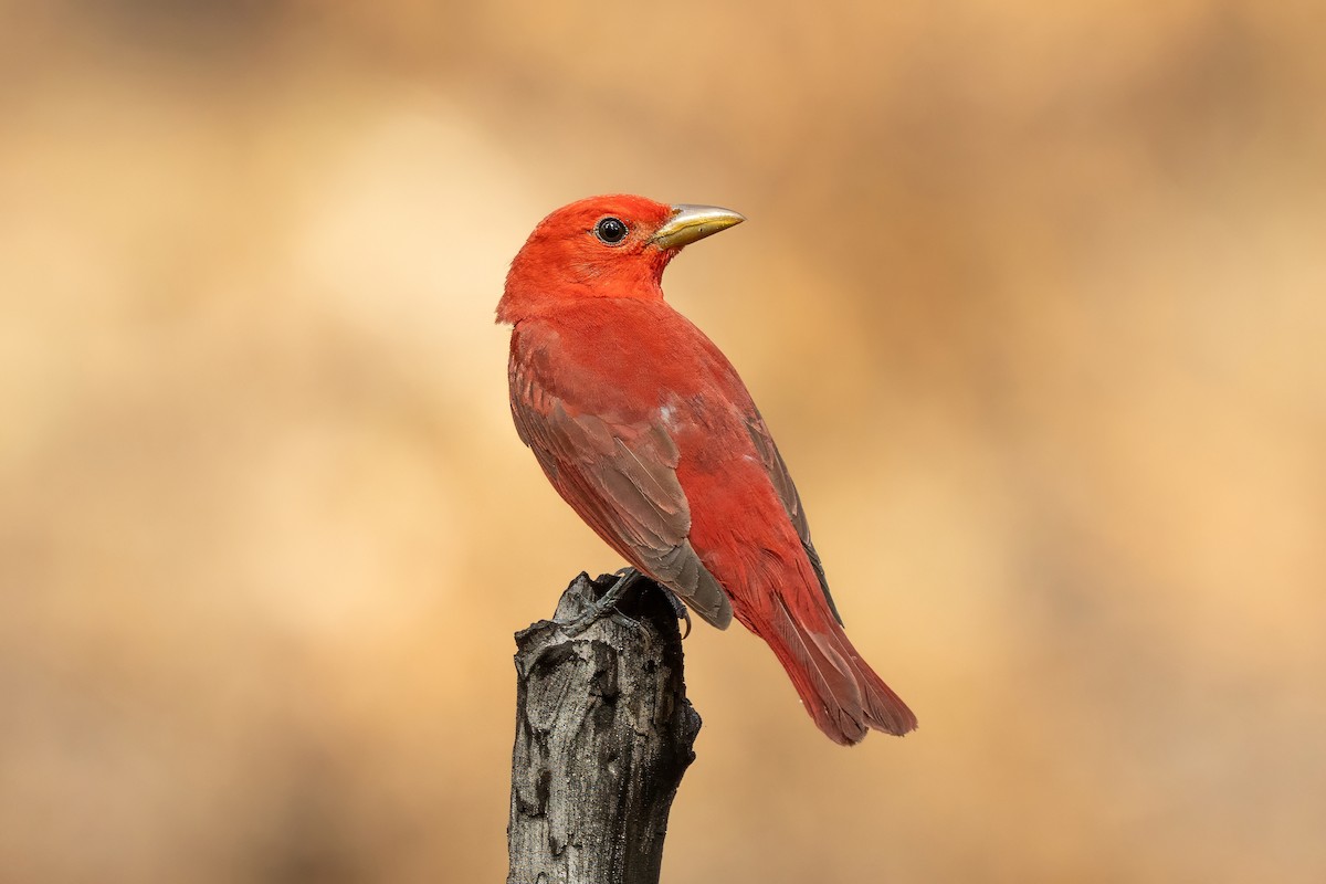Summer Tanager - ML636187336