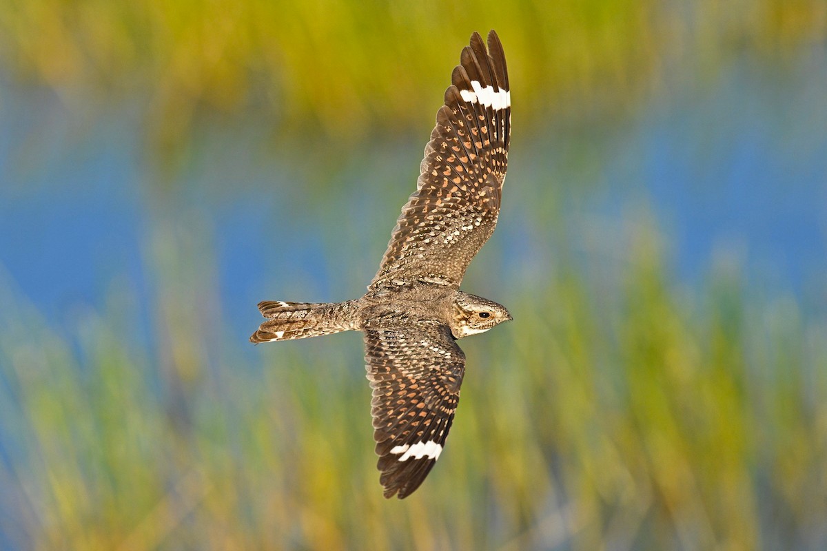 Lesser Nighthawk - ML636187346