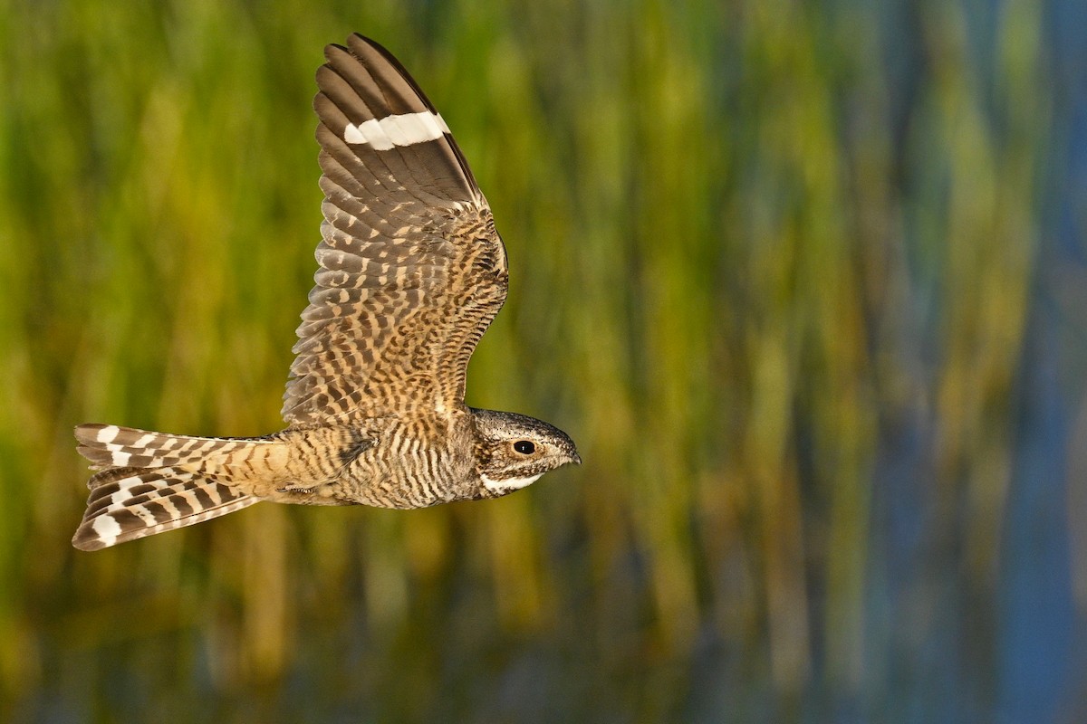 Lesser Nighthawk - ML636187347