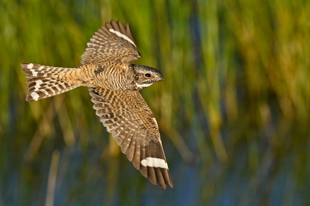 Lesser Nighthawk - ML636187348