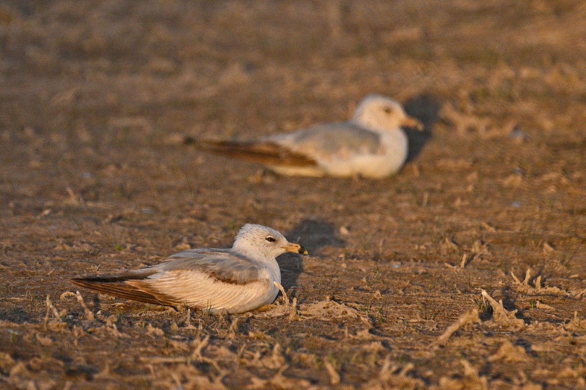 Gavina americana - ML636187380