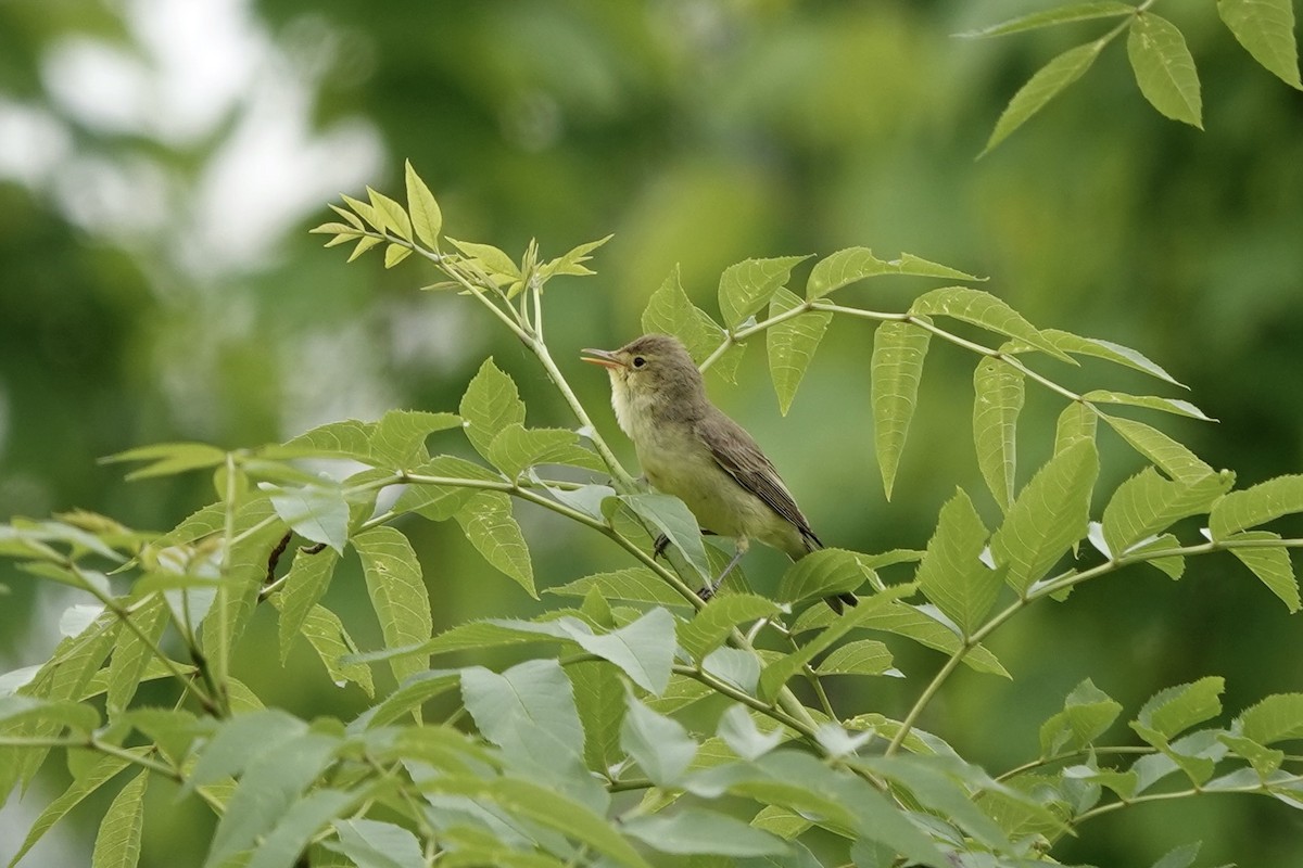 Icterine Warbler - ML636187393