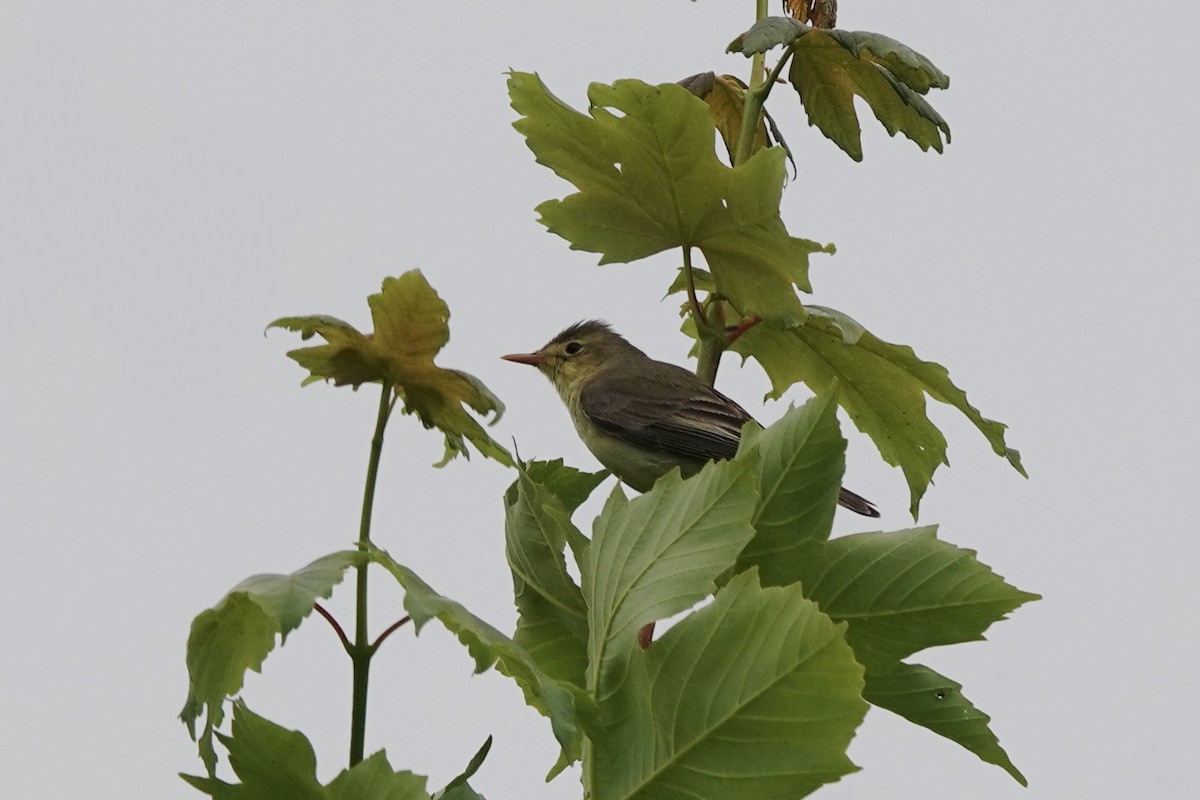 Icterine Warbler - ML636187394