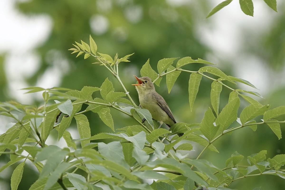 Icterine Warbler - ML636187395