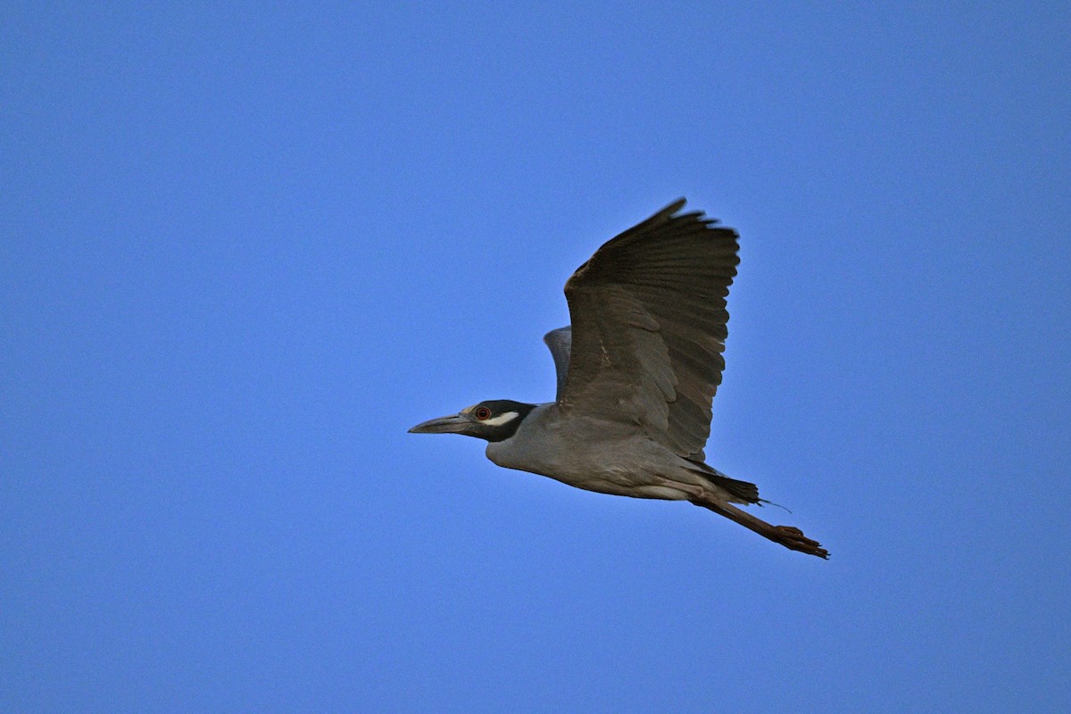 Yellow-crowned Night Heron - ML636187398