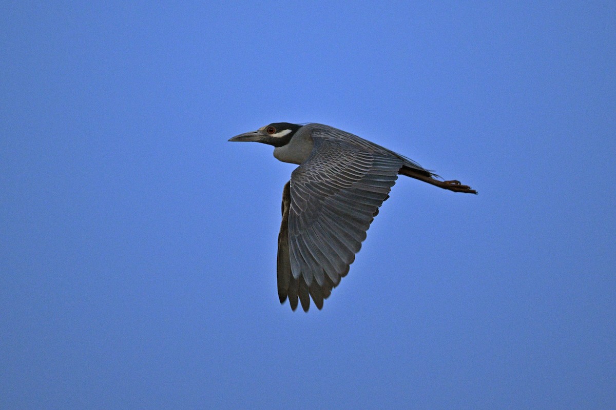 Yellow-crowned Night Heron - ML636187399