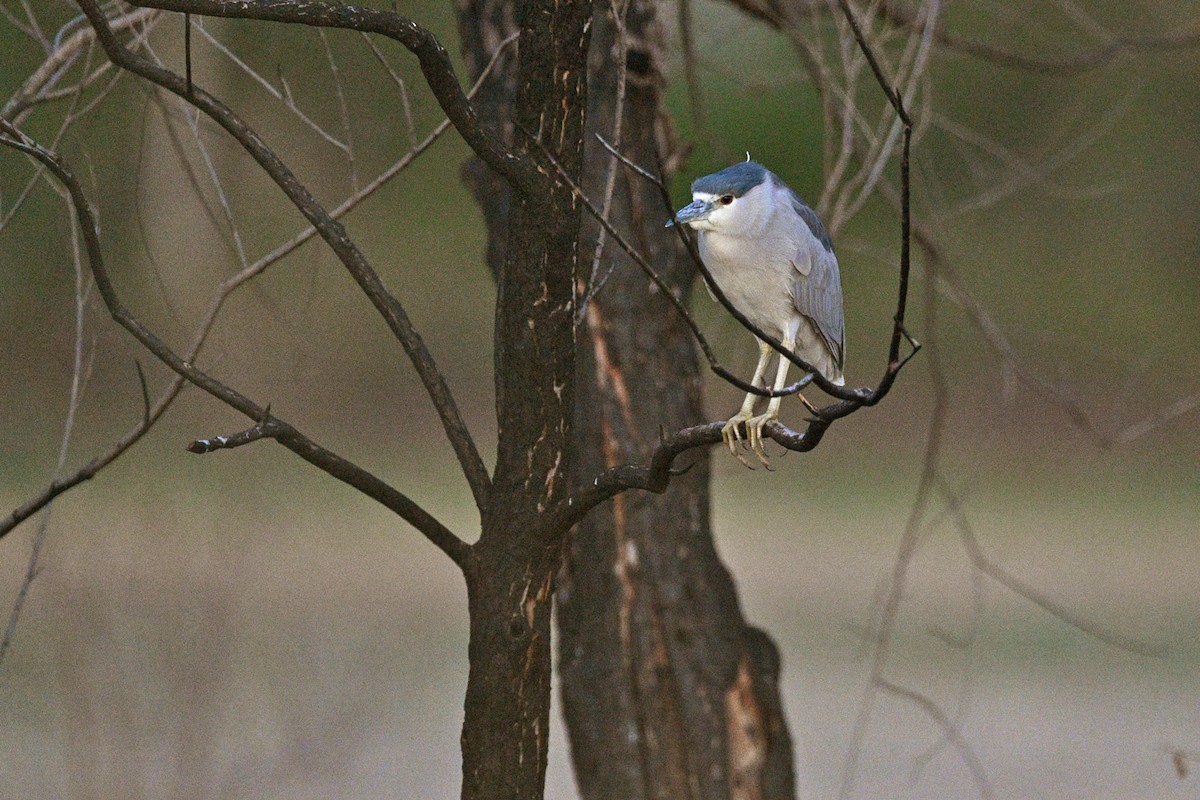 Nitticora - ML636187469