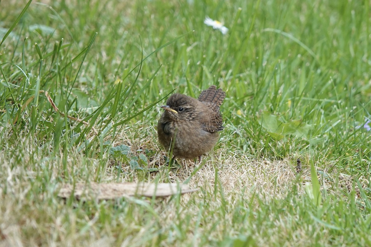 Eurasian Wren - ML636187483