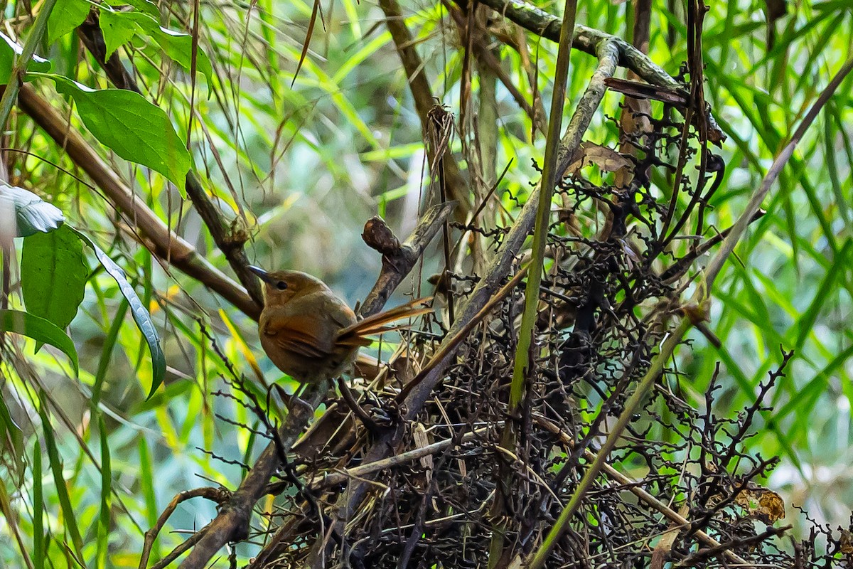 Rusty-headed Spinetail - ML636187510