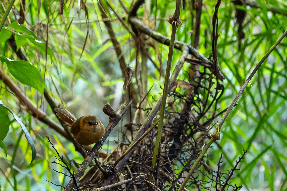 Rusty-headed Spinetail - ML636187511