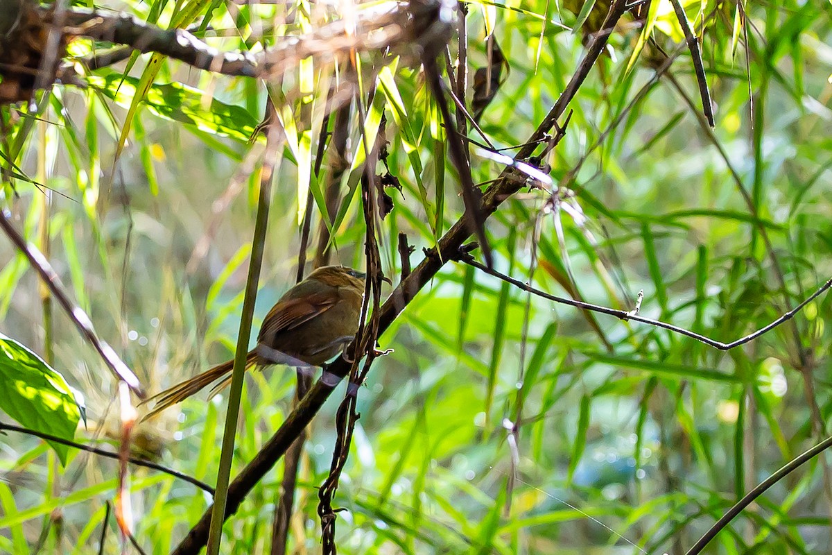 Rusty-headed Spinetail - ML636187515