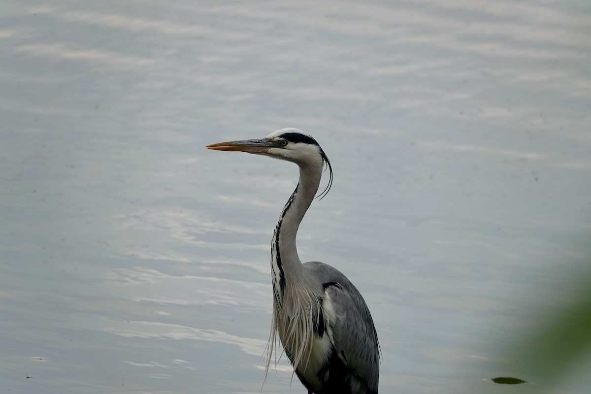 Gray Heron - ML636187549