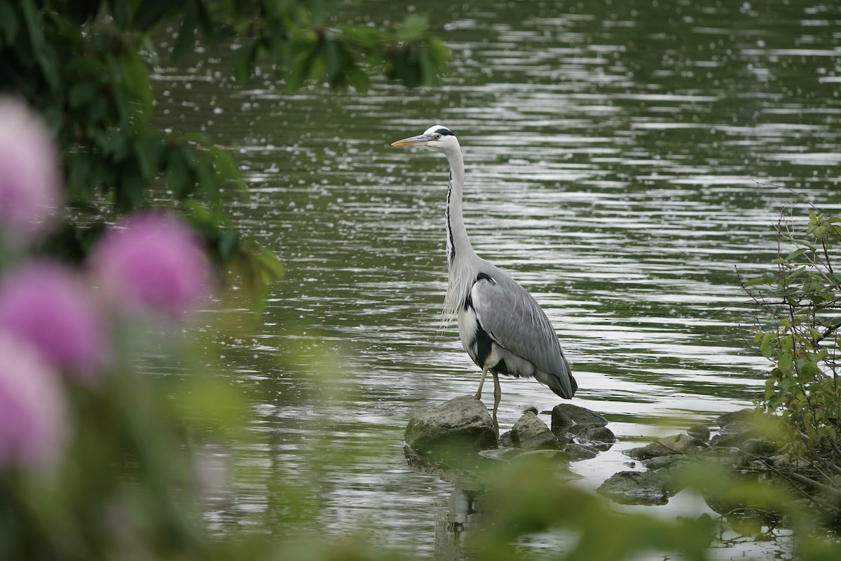 Gray Heron - ML636187551