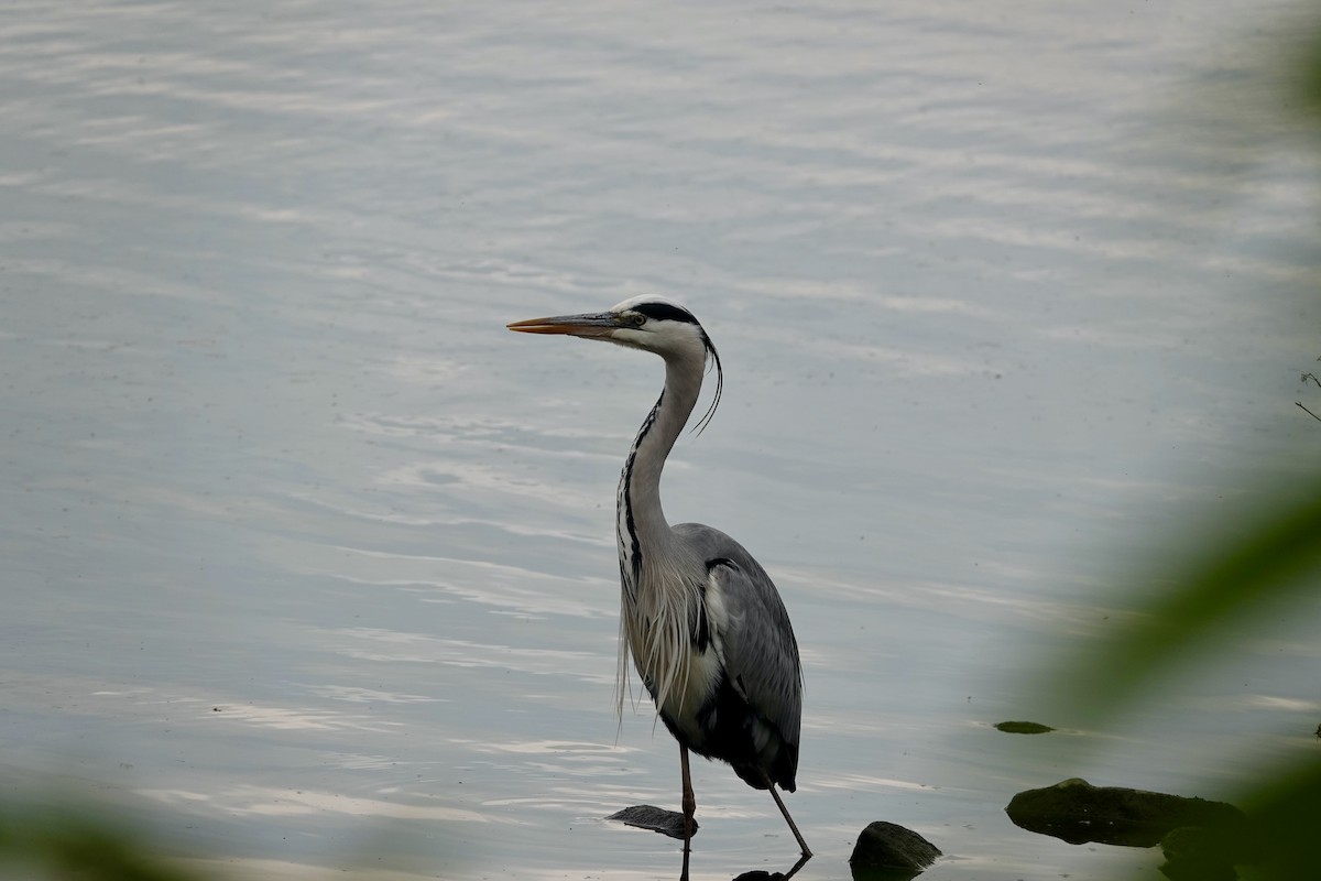 Gray Heron - ML636187552