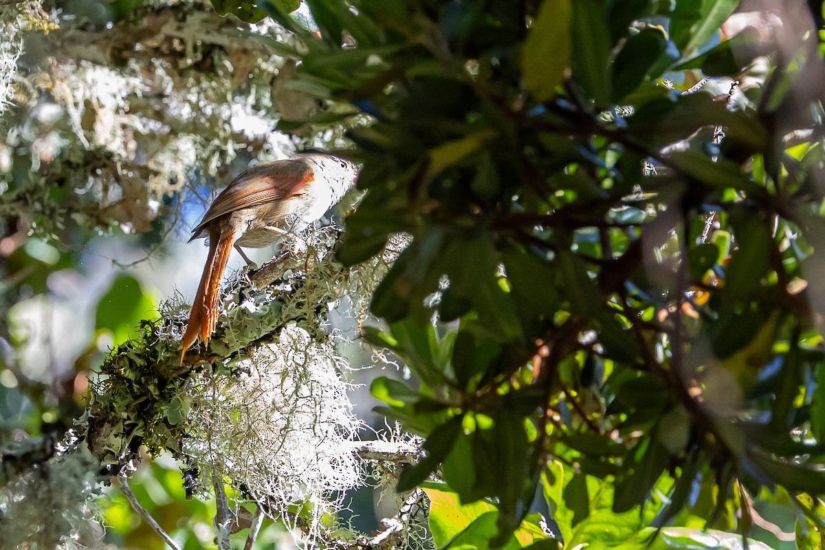 Streak-capped Spinetail - ML636187596