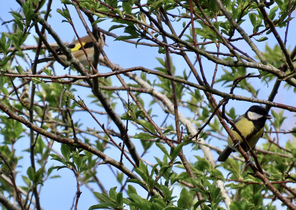 Great Tit - ML636187614