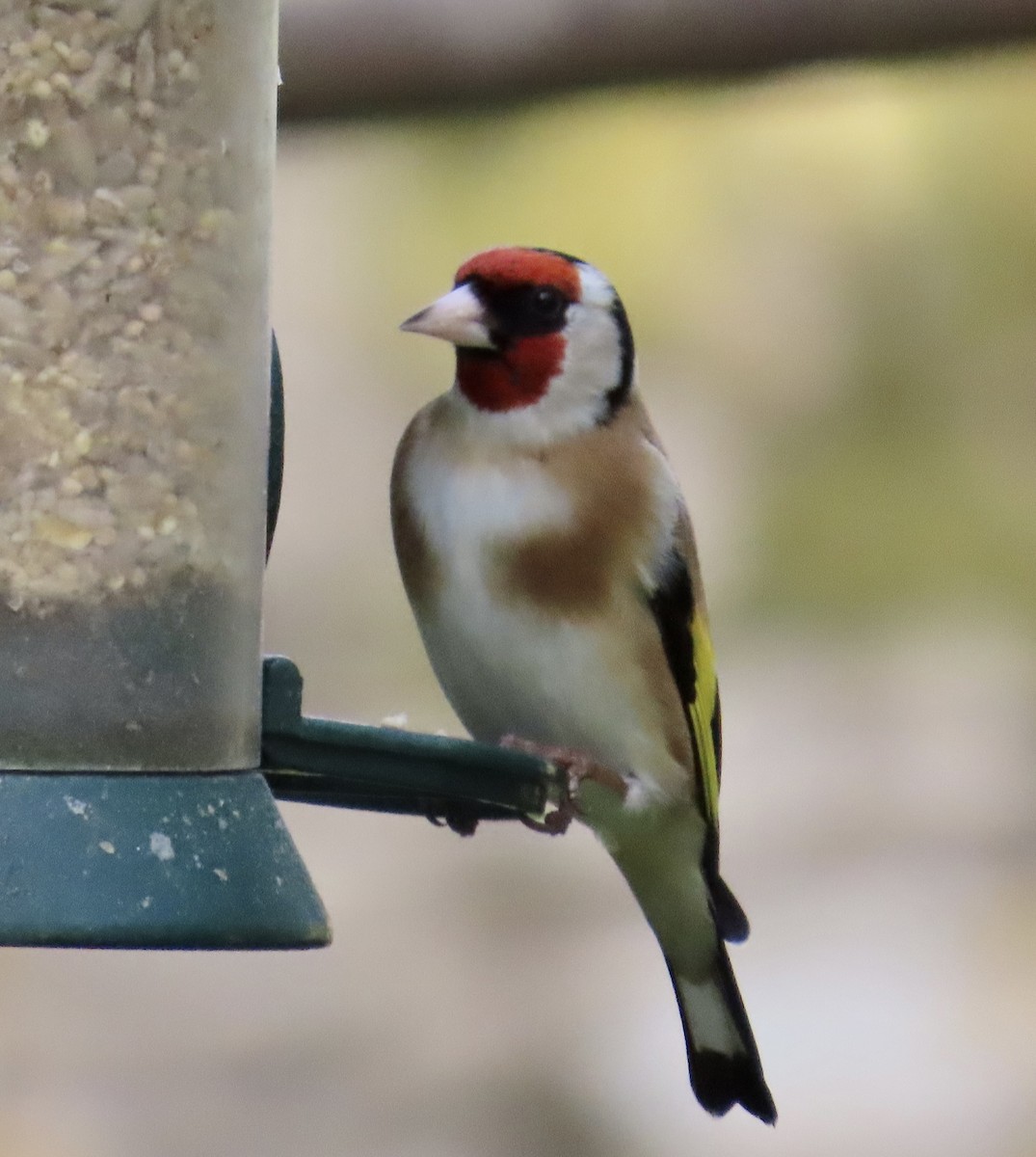 European Goldfinch - ML636187647