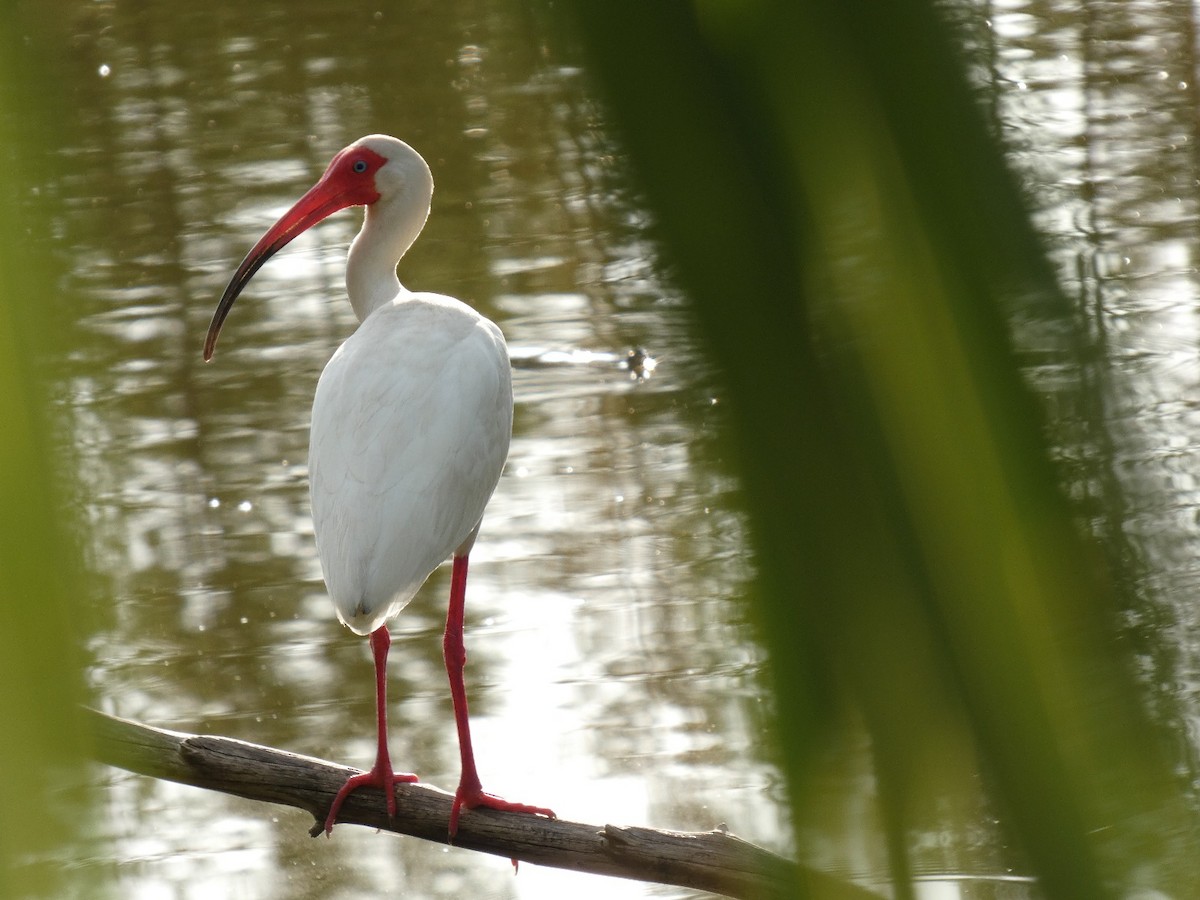White Ibis - ML636187653