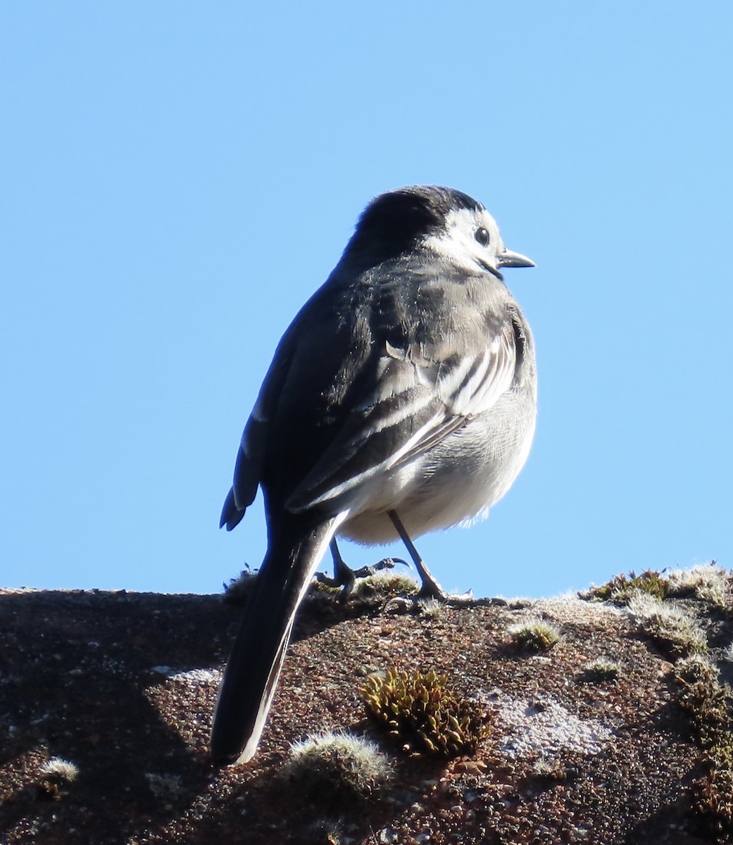 White Wagtail - ML636187708