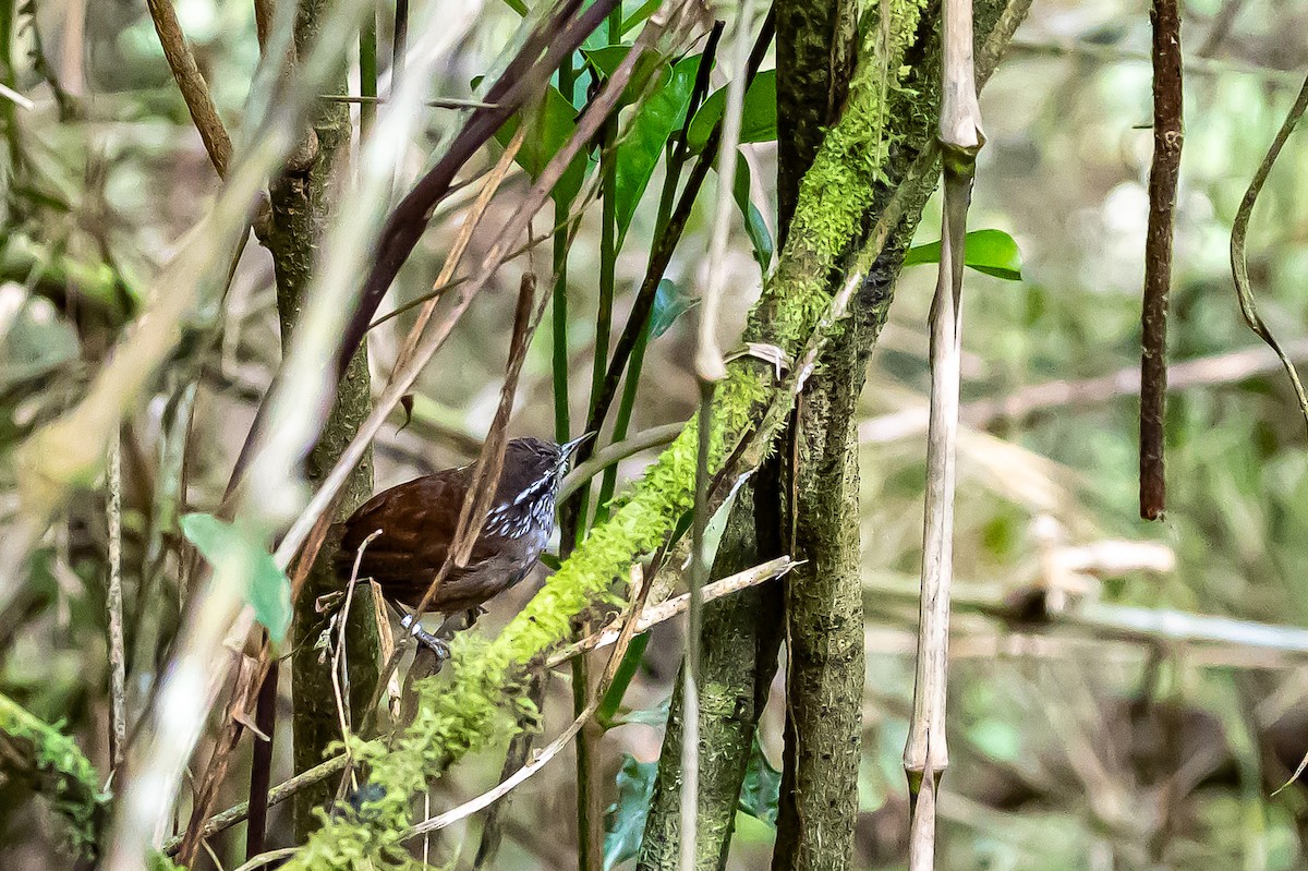 Hermit Wood-Wren - ML636187796