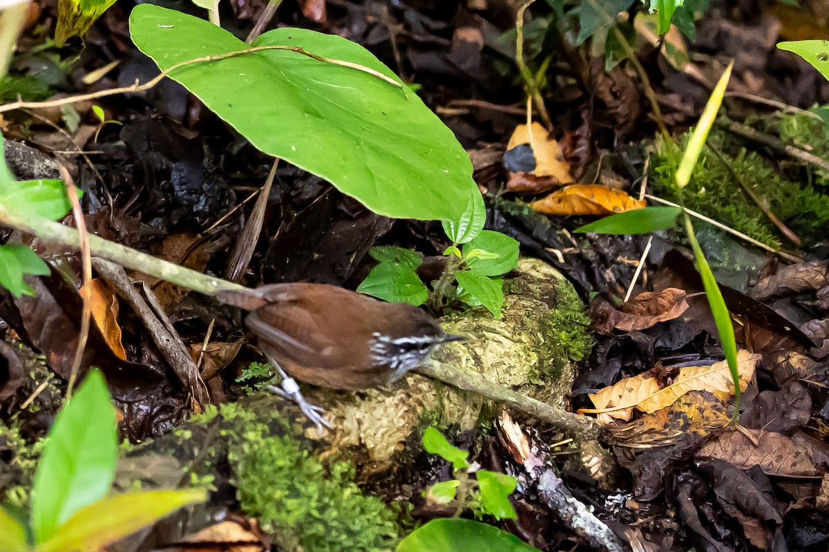Hermit Wood-Wren - ML636187797