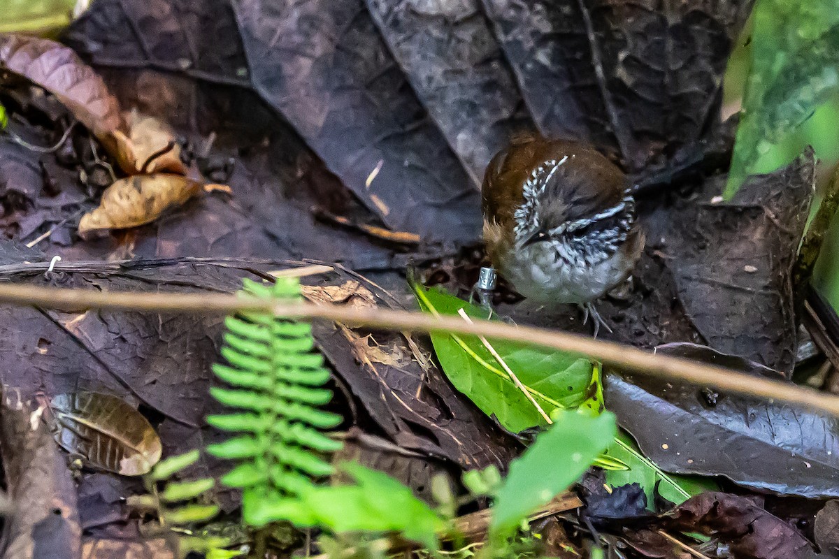 Hermit Wood-Wren - ML636187811