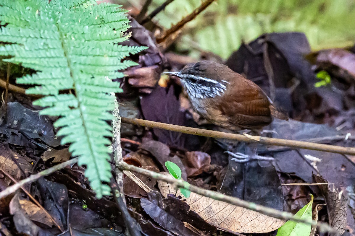 Hermit Wood-Wren - ML636187823