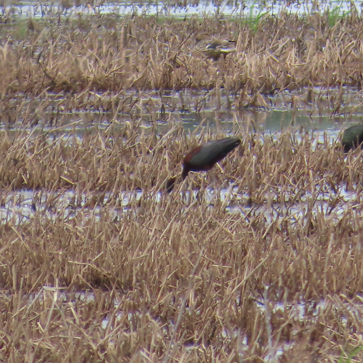 ibis hnědý - ML636187907