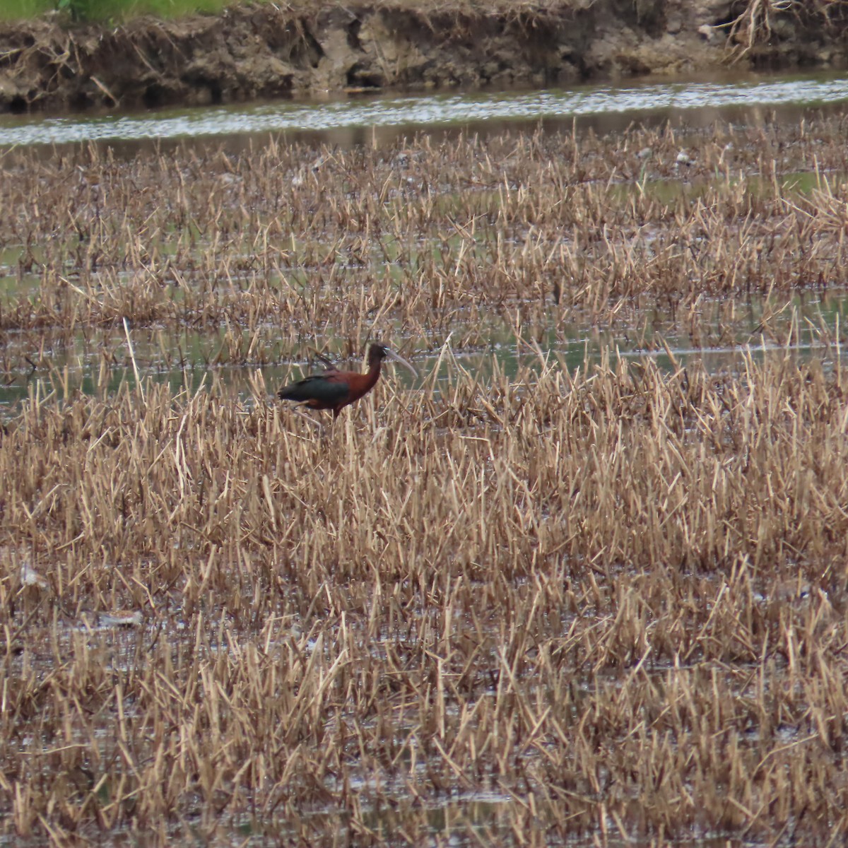 ibis hnědý - ML636187908