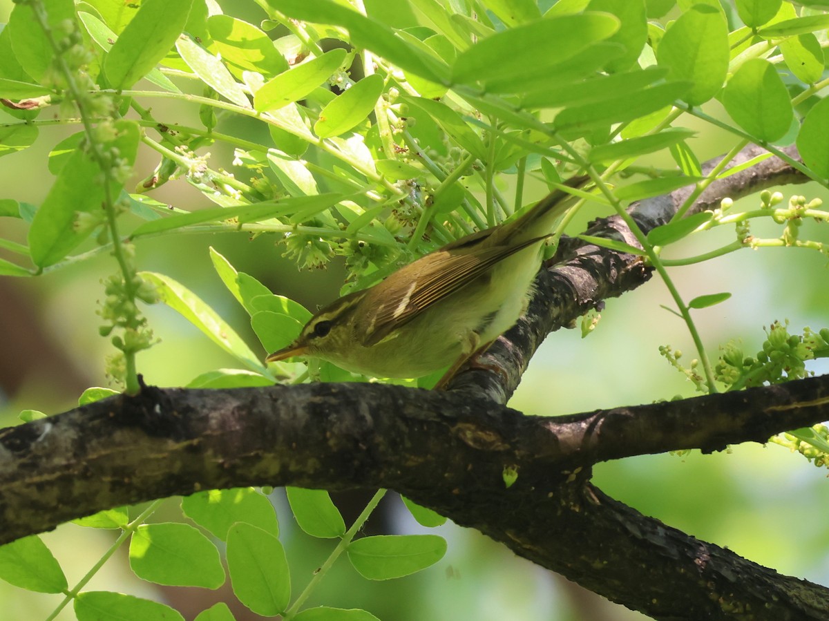 Two-barred Warbler - ML636187939