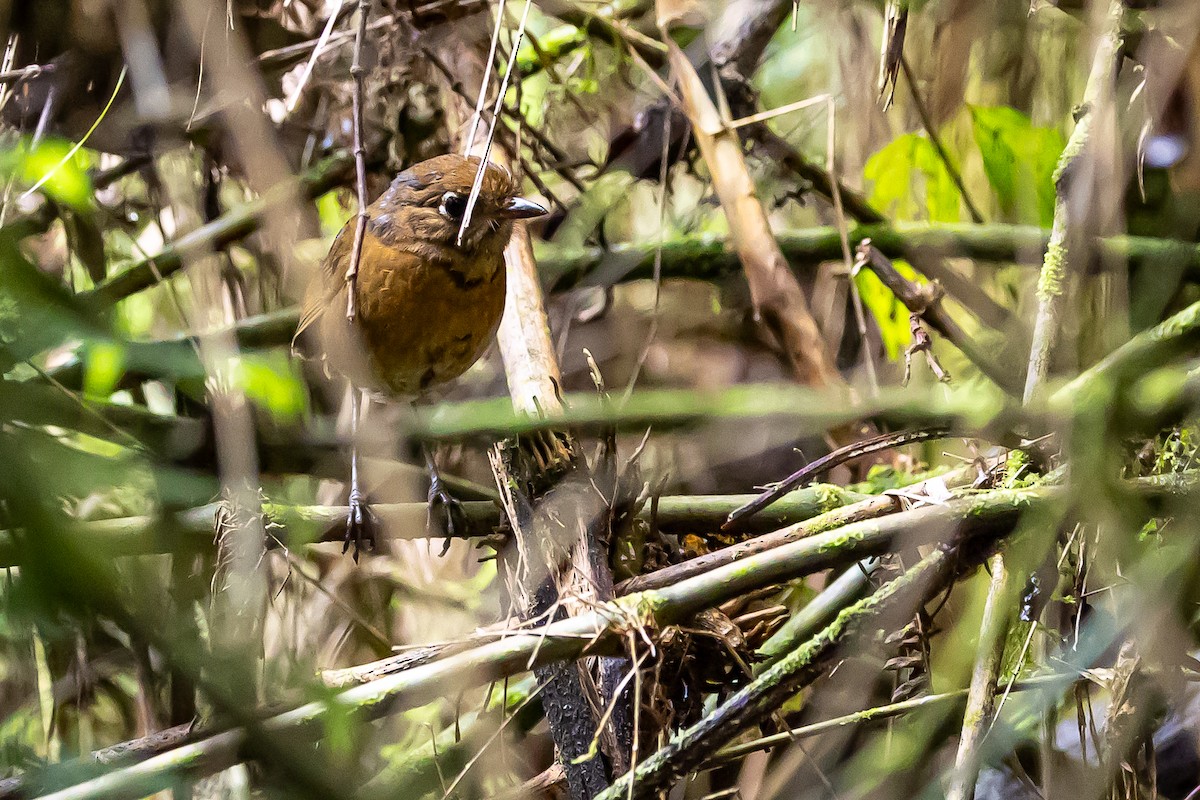 Rusty-breasted Antpitta - ML636187940