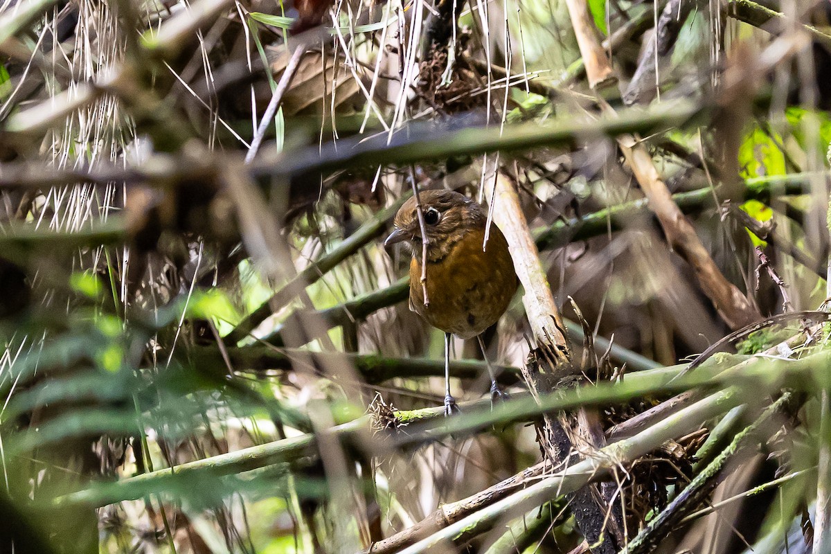 Rusty-breasted Antpitta - ML636187941