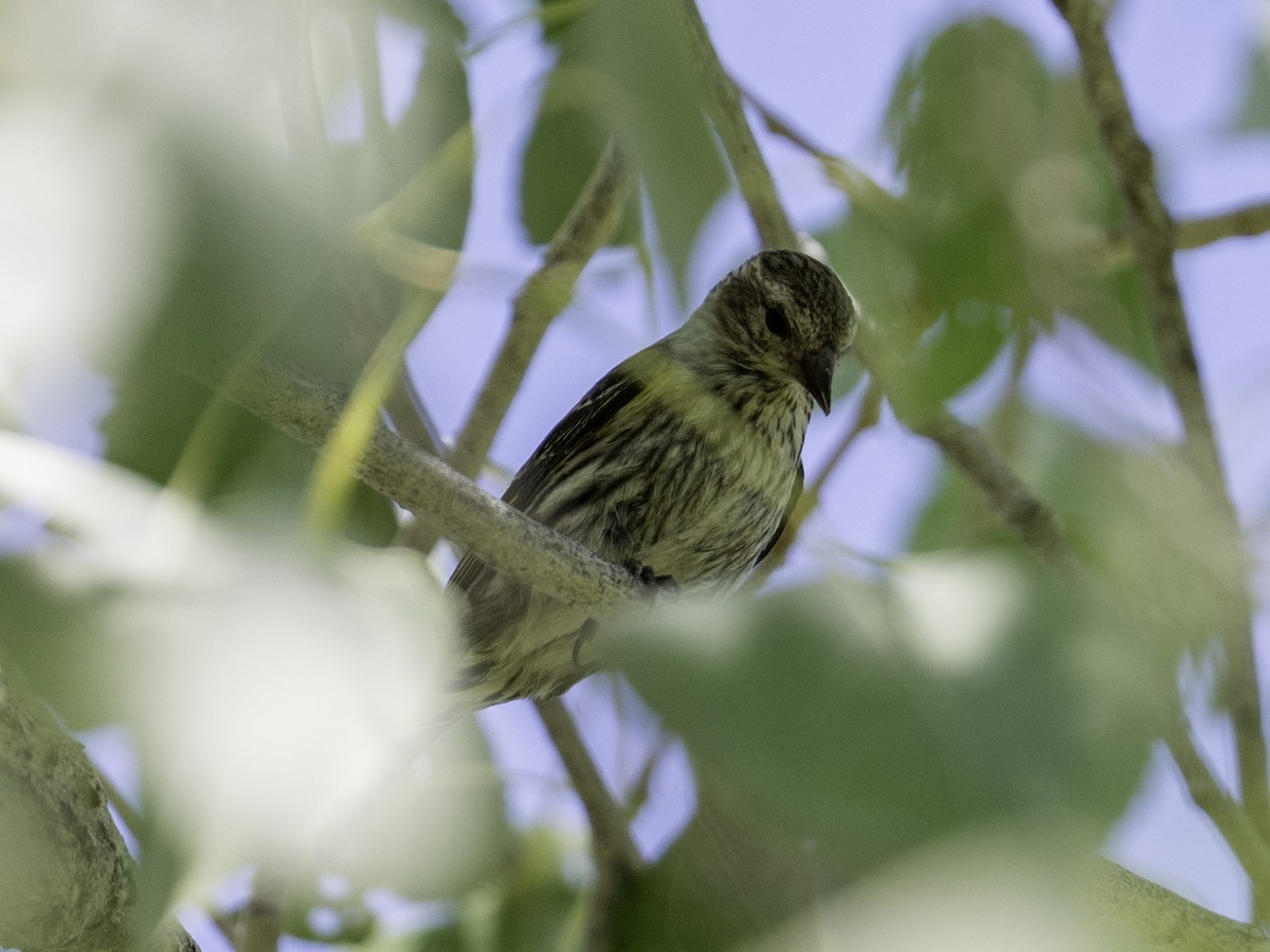 Pine Siskin - ML636187954