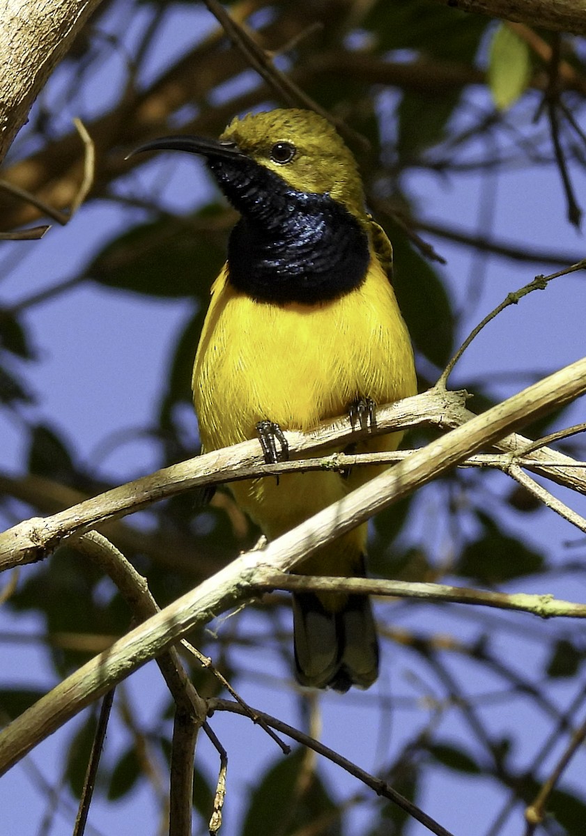 Sahul Sunbird - ML636188001