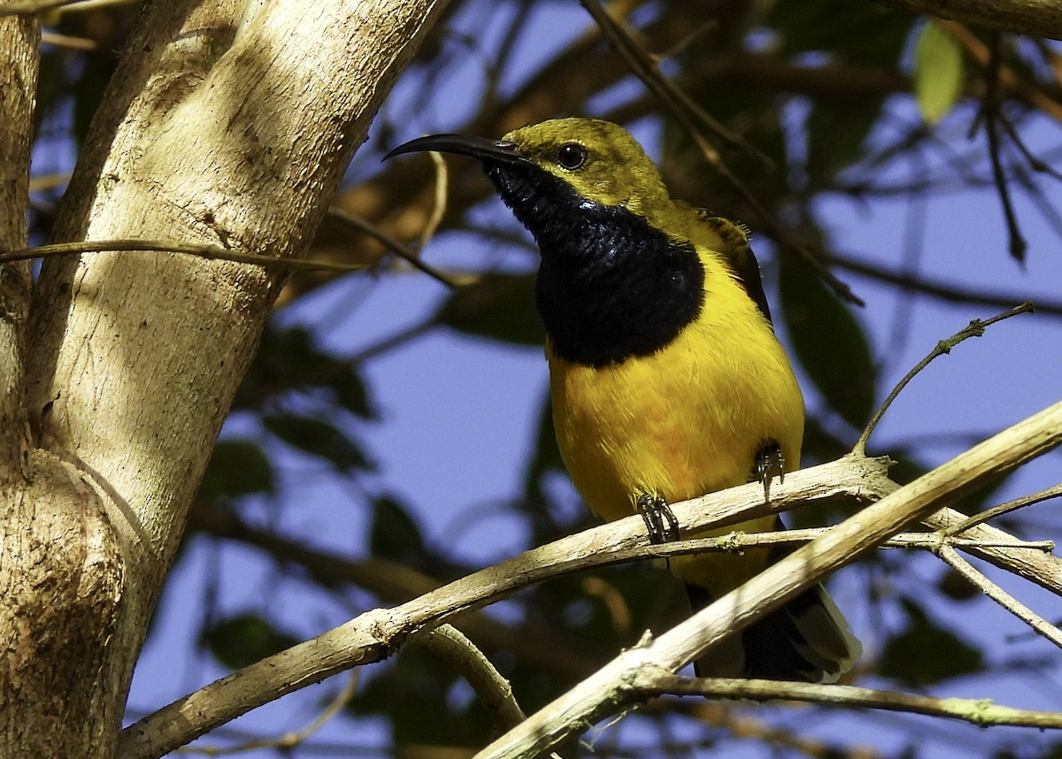 Sahul Sunbird - ML636188002