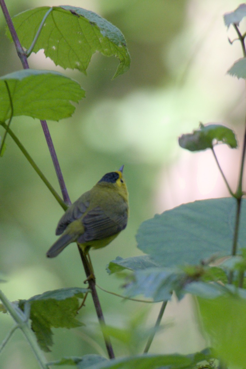 Wilson's Warbler - ML636188005