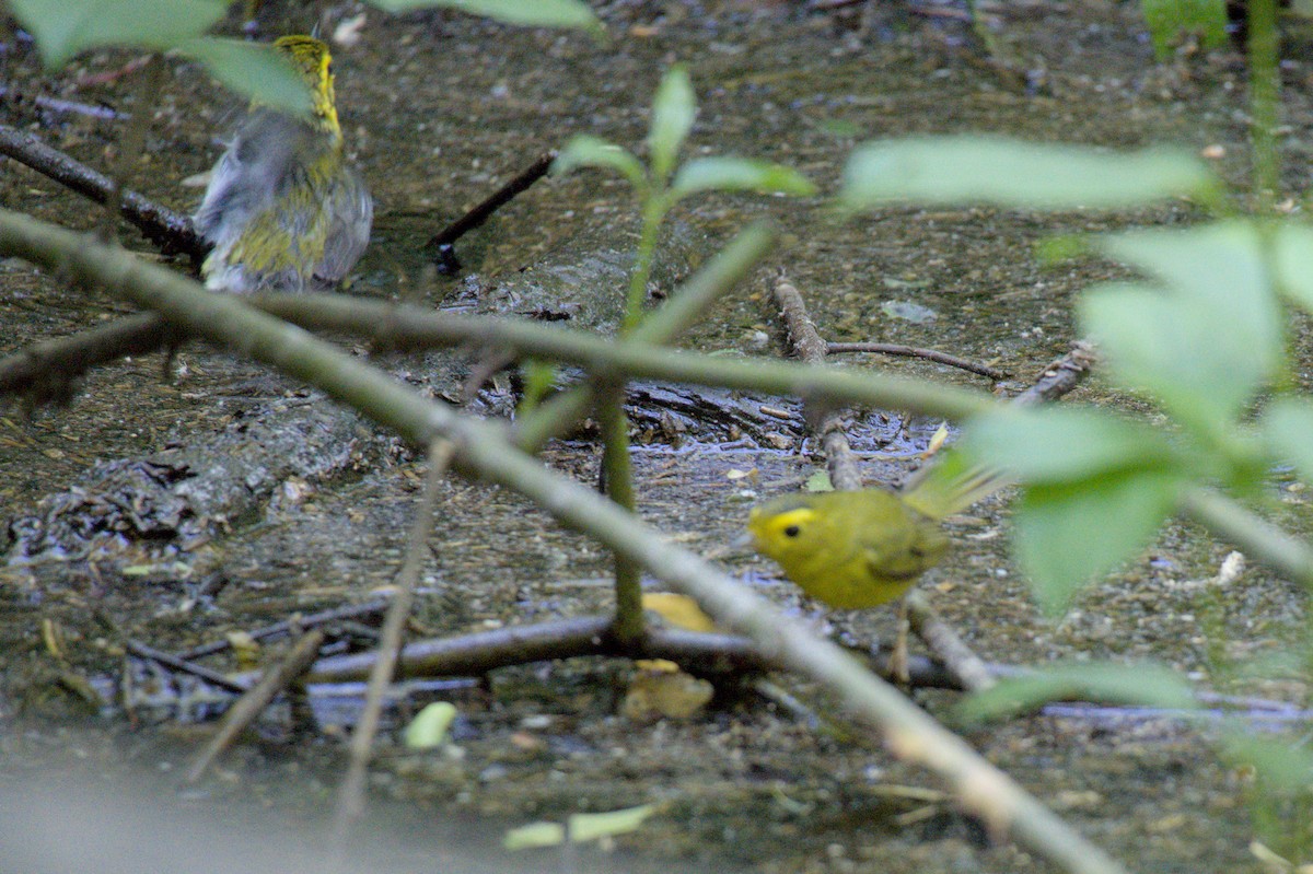Wilson's Warbler - ML636188006