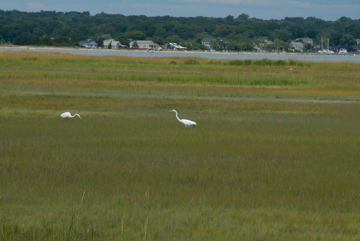 Great Egret - Kai Huie