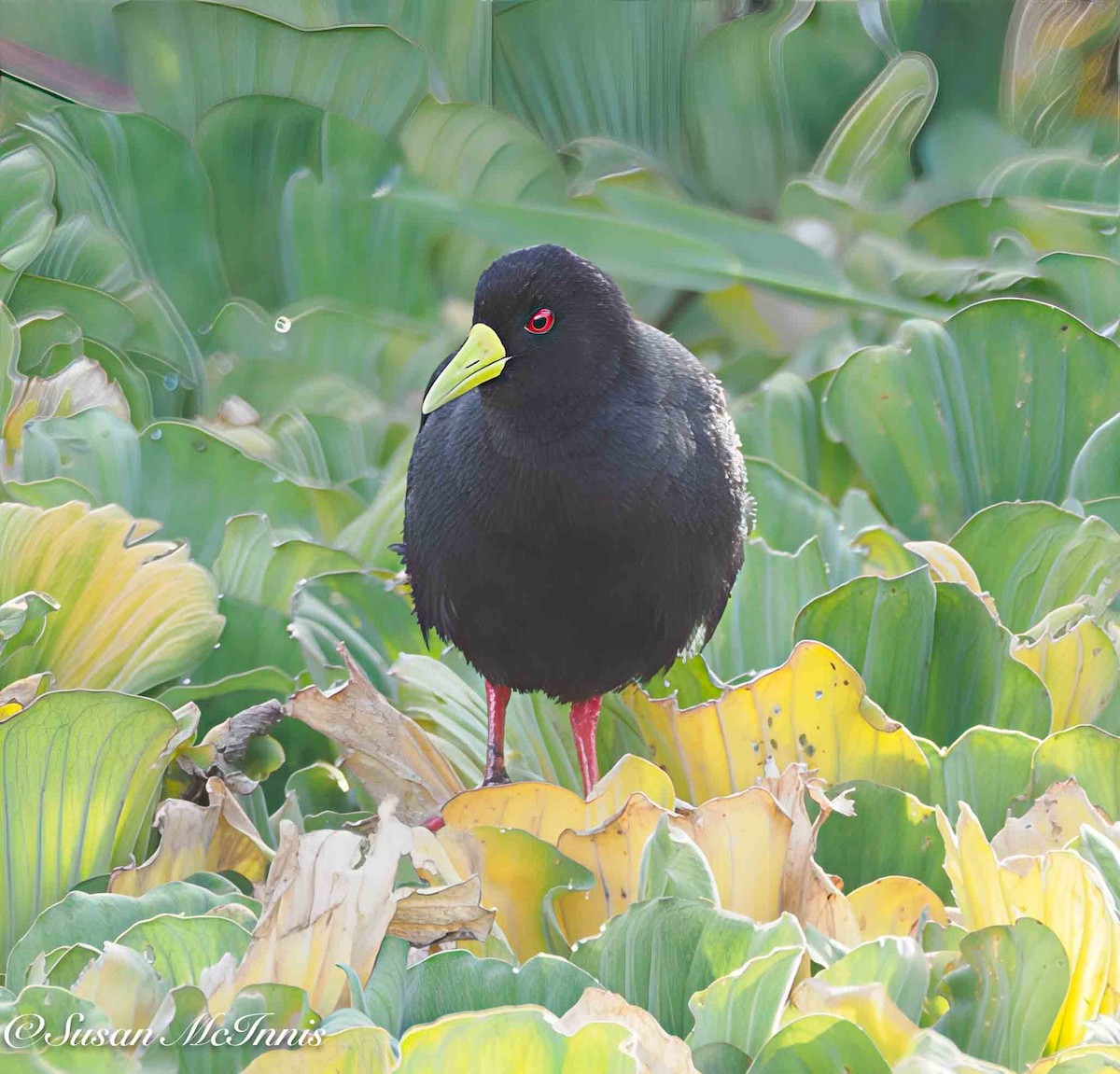Black Crake - ML636188078