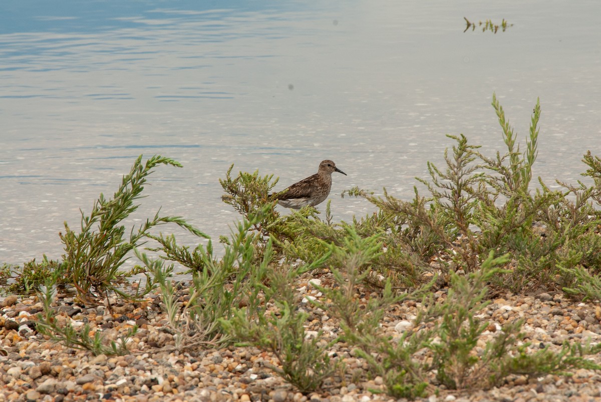 Least Sandpiper - Kai Huie
