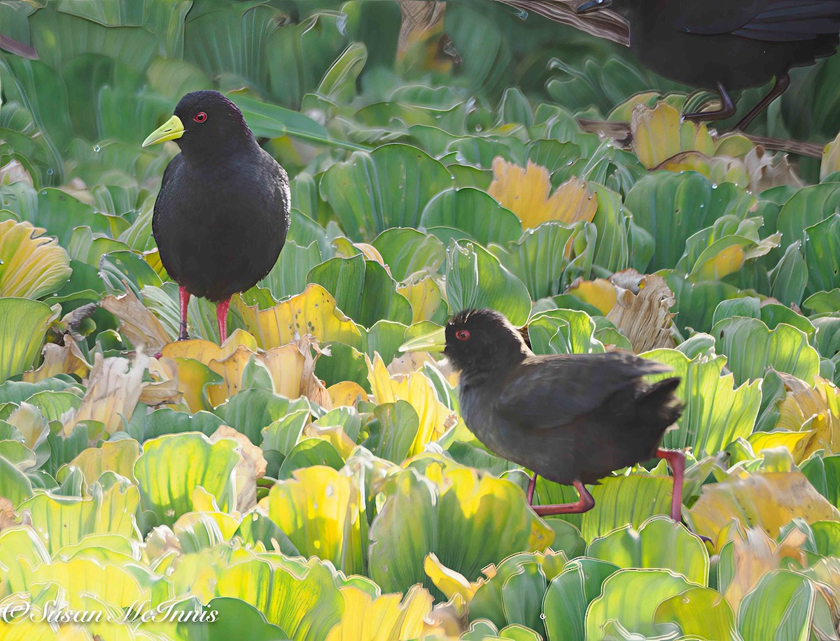 Black Crake - ML636188084