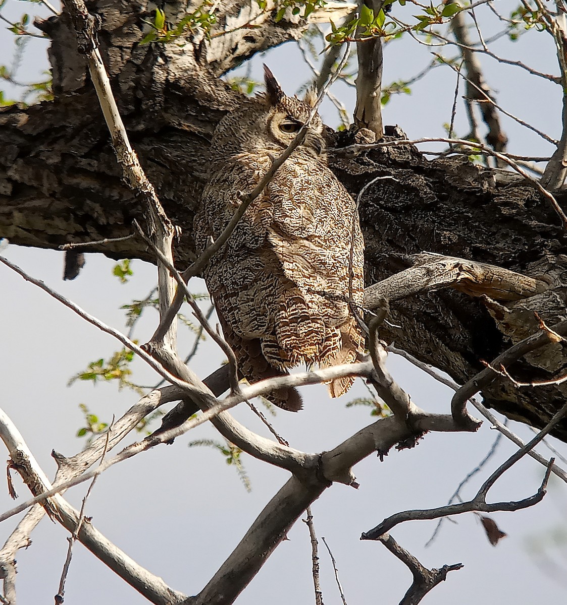 Great Horned Owl - ML636188109