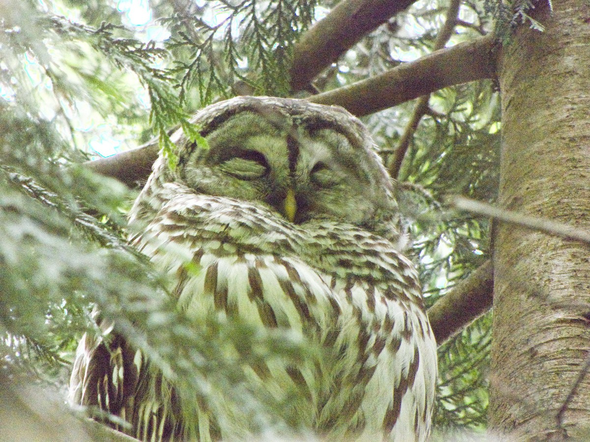 Barred Owl - ML636188261