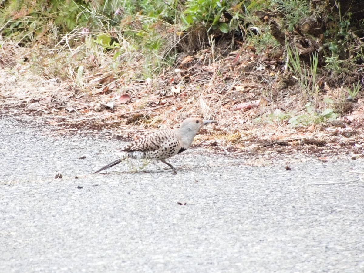 Northern Flicker - ML636188263
